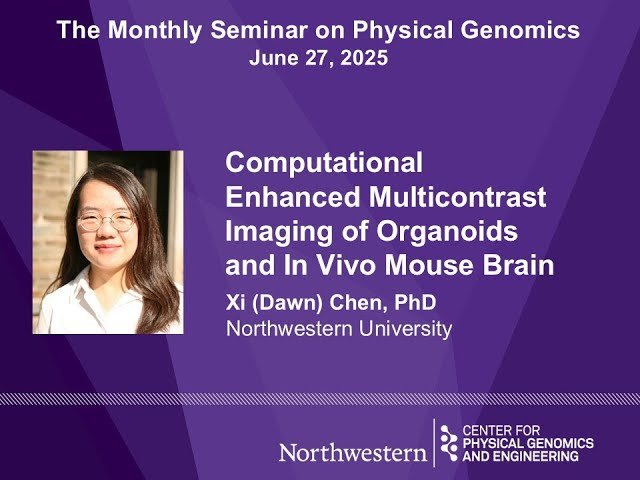 Computational Enhanced Multicontrast Imaging of Organoids and In Vivo Mouse Brain