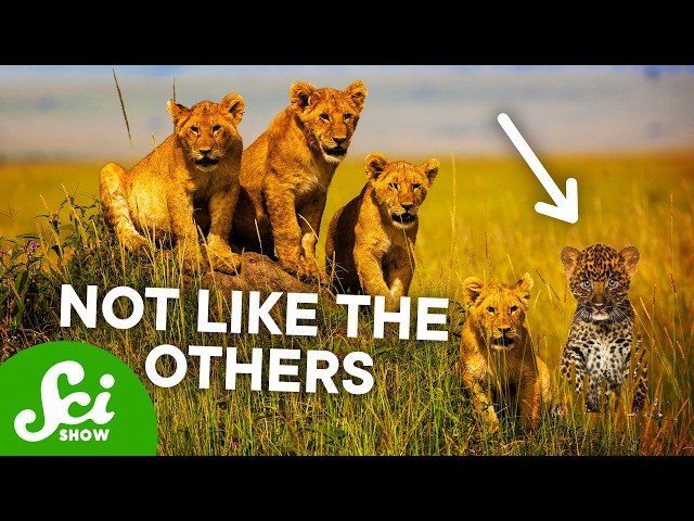 The Weirdest Adoptions in the Animal Kingdom