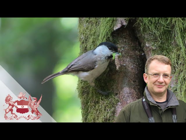 A Quietening of the Woods - The Decline of Woodland Birds