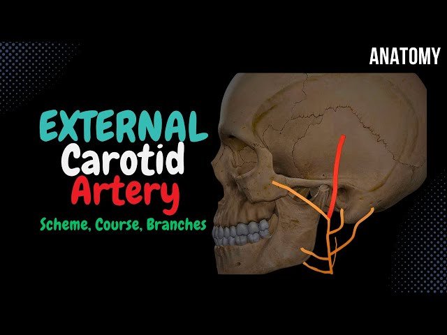 Arterial System - Major Arteries and Branches