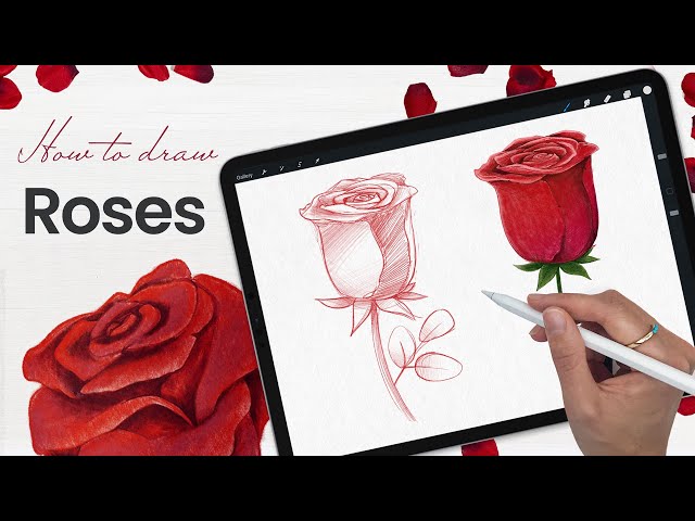 How to Draw a Rose - Paper, Pencil, or Procreate Tutorial