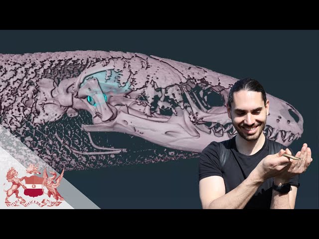 Noodle Bodies, Gyroscope Ears, and Phantom Girdles - Limb Reduced Lizards