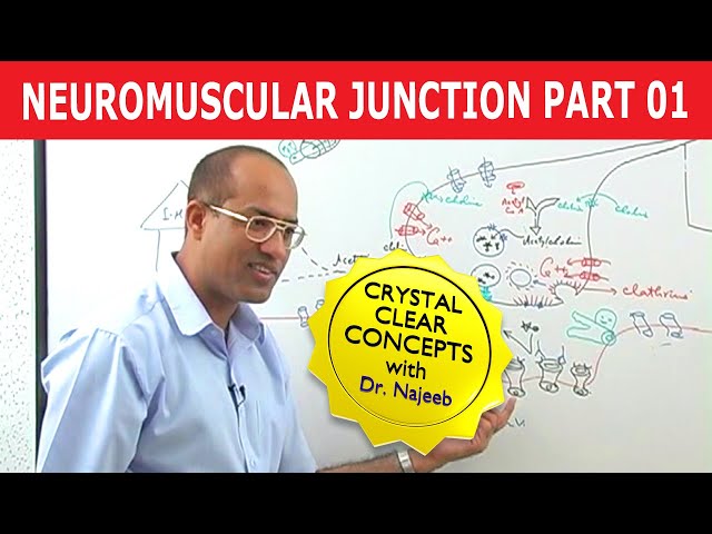 Neuromuscular Transmission