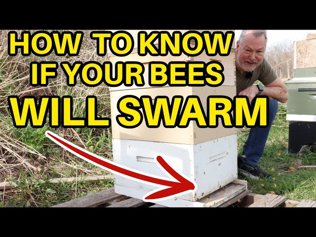 Beekeeping: First Hive Inspection After Winter - Fingers Crossed