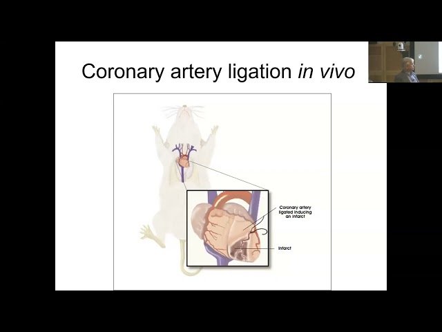 Mitochondria in Ischemia-Reperfusion Injury - From Basic Science to Potential Therapies