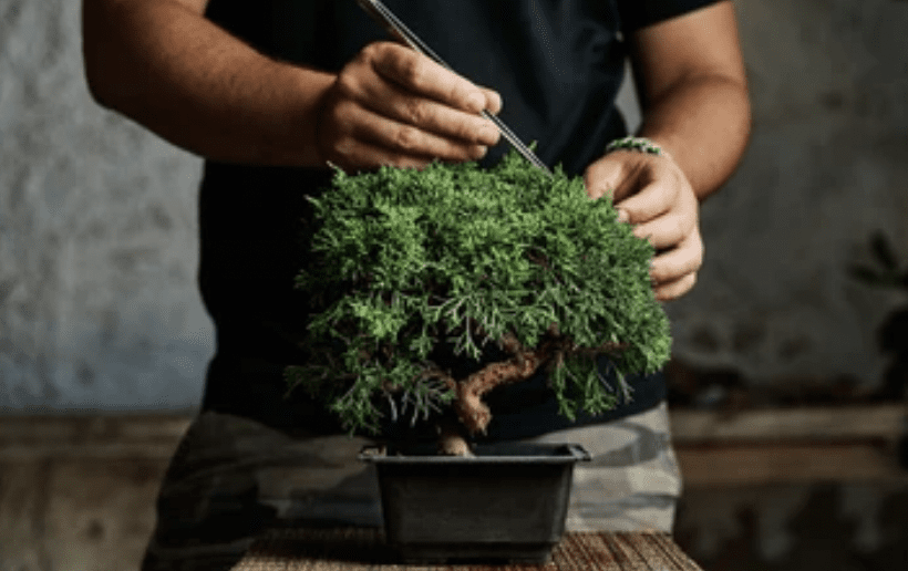 Virtual Bonsai Workshop (Kit Included) (Team Building)
