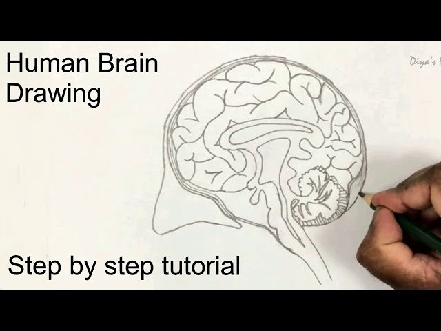How to Draw a Human Brain - Easy Step by Step Drawing Tutorial