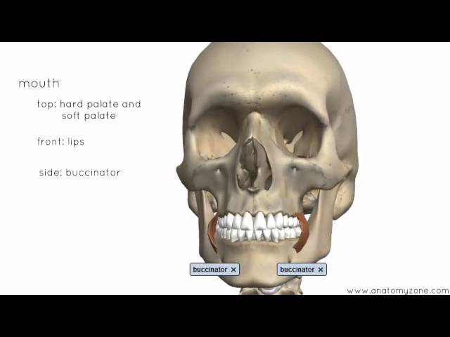 Introduction to the Digestive System - 3D Anatomy Tutorial