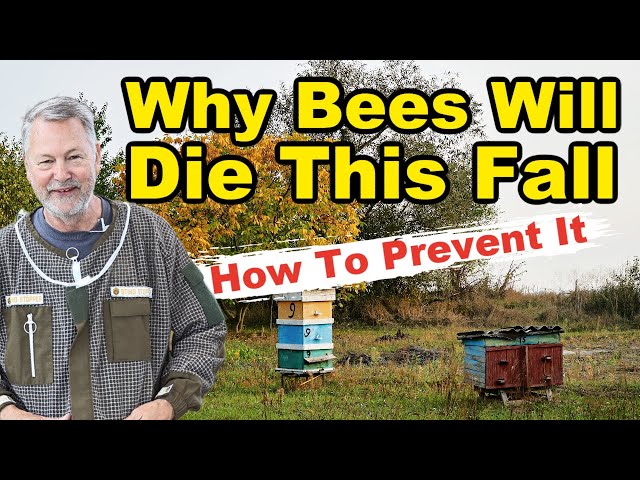 Beekeeping Die-Outs This Fall - What's Behind the Increase