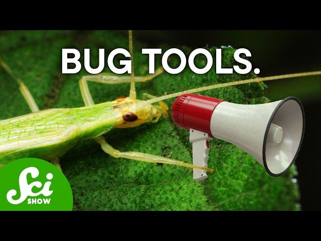 How Bugs and Insects Use Tools in Their Environment