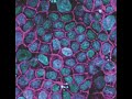 How Do Epithelial Tissues Acquire and Change Their Shape