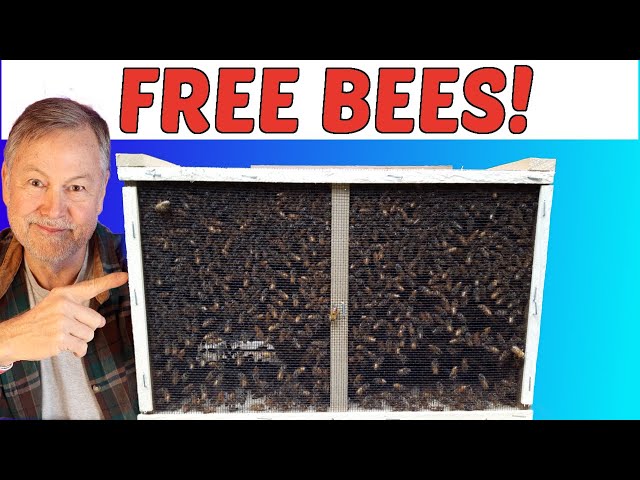 Money-Saving Strategies and Free Bees for Starting Beekeeping