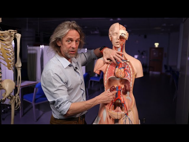 Cavocaval Anastomoses - Links Between the IVC and SVC