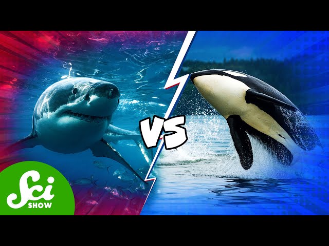 Which Animal Would Win in a Fight? - Comparing Animal Combat Abilities