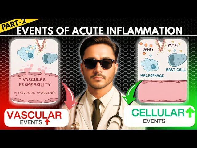 Vascular and Cellular Events of Acute Inflammation Pathology