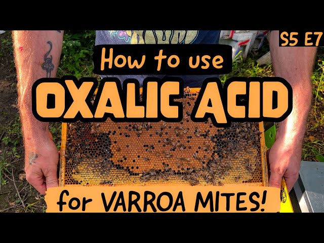 Oxalic Acid Treatment Guide for Varroa Mite Control in Beekeeping