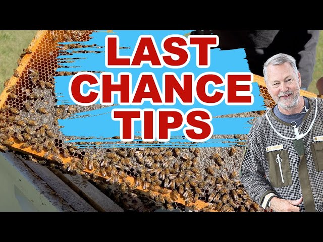 Beekeeping - Last Chance Tips Before It's Too Late