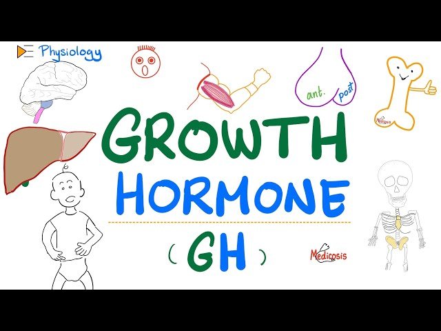 Growth Hormone - Somatotropin - Dwarfism, Gigantism, Acromegaly - Endocrine Physiology