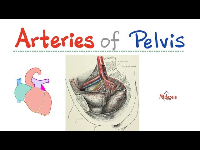 Internal Iliac Artery - Uterine Artery - Arteries of Pelvis - Anatomy of Pelvis and Perineum