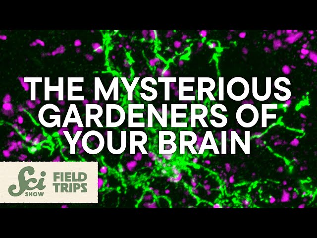 Glia Are Your Brain's Most Mysterious Cells