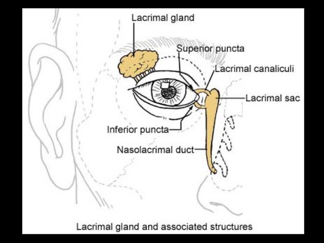 Orbital Anatomy and Cranial Nerves Tutorial