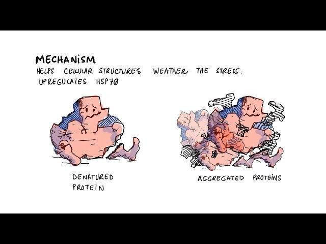 Antistress and Adaptogenic Effects of Ashwagandha - A Study of Neuronal Plasticity