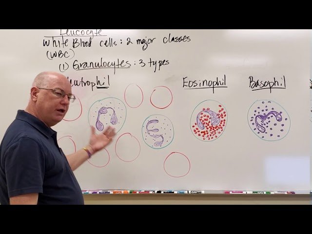 Anatomy and Physiology II Lab Test 2 - Blood, Heart, and Circulatory Anatomy