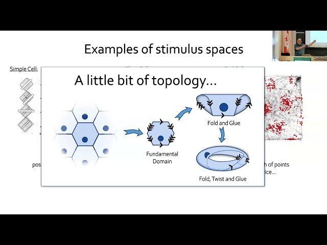 Topology as a Tool for Comparing Population Activity and Studying Learning
