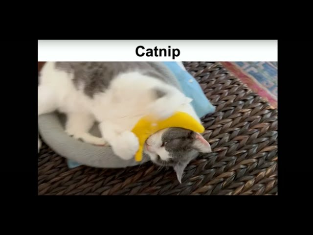 The Cat's Meow - How Cats Evolved from the Savanna to Your Sofa