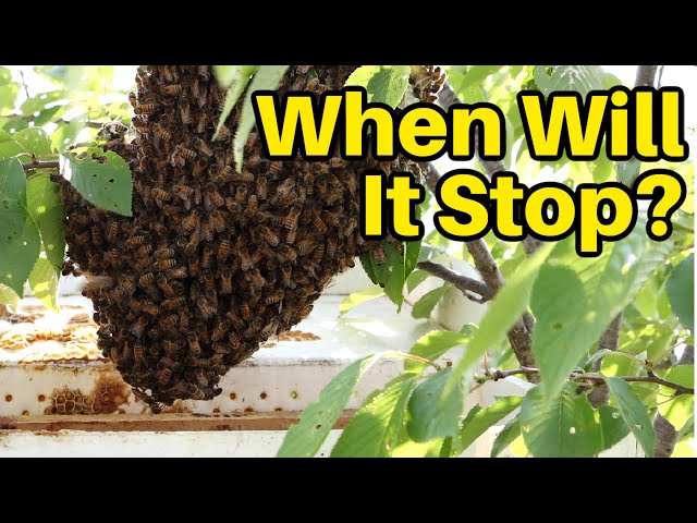 Beekeeping - How to Get a Swarm From a Tree