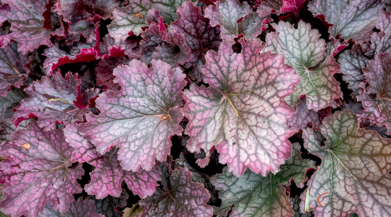 Native Ground Covers (Live Online)