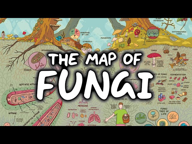 The Fascinating Map of Fungi