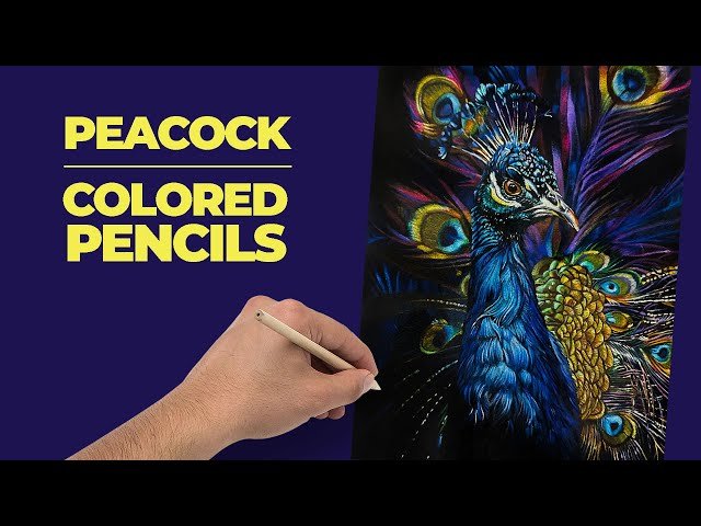 Peacock Drawing with Colored Pencils on Black Paper