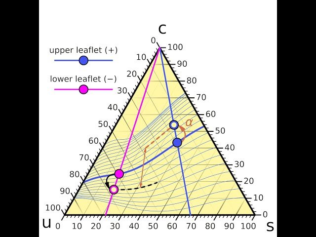 On the Thermodynamics of Ternary Asymmetric Lipid Membranes