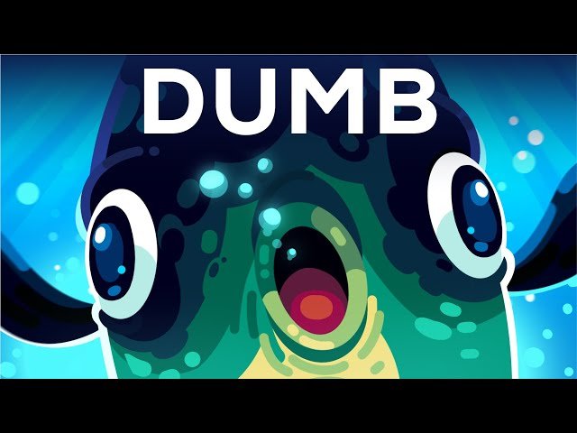 The Ocean Sunfish - The Dumbest Animal Alive