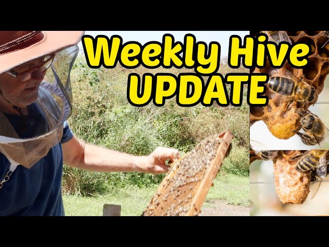 Beekeeping - How to Determine If Your Hive Is Going to Swarm