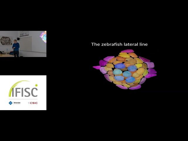 How Do Cells Count? Signals, Networks, and Cell Ratios