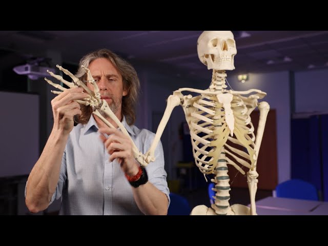 Classification of Joints in Human Anatomy