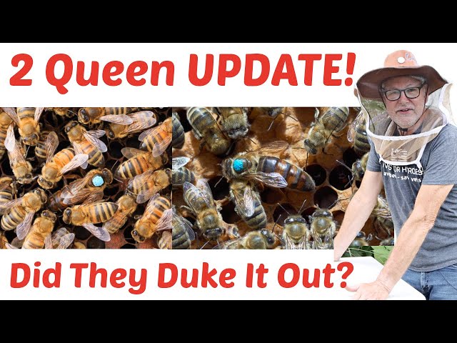 Beekeeping - One Hive, Two Queens: The Moment of Truth!