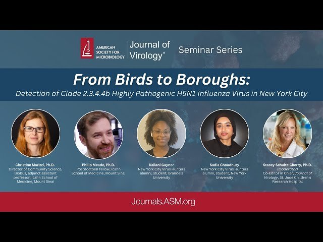 From Birds to Boroughs - Detection of Clade 2.3.4.4b Highly Pathogenic H5N1 Influenza Virus in NYC