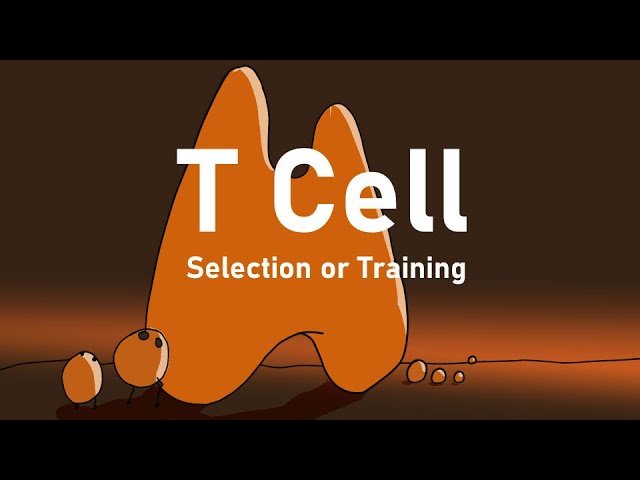 T Cell Selection in the Thymus - Understanding Immune Tolerance and Autoimmunity Prevention