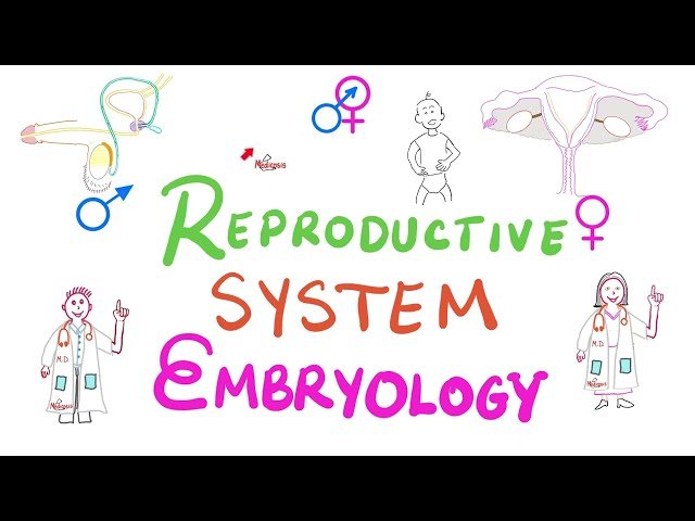Reproductive System Physiology