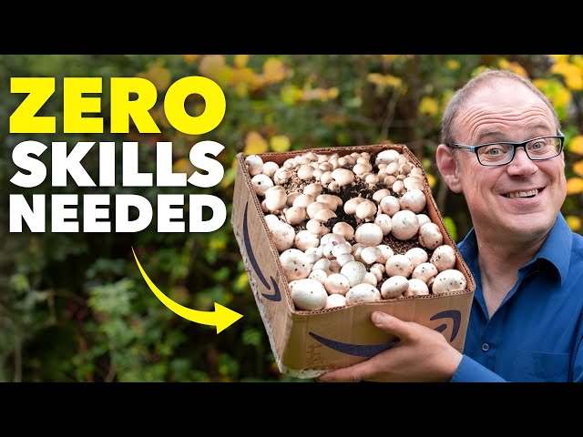 How to Grow Mushrooms in a Cardboard Box - Zero Skills Needed