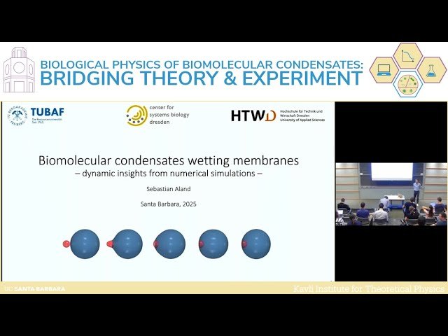 Biomolecular Condensates Wetting Membranes - Dynamic Insights from Numerical Simulations