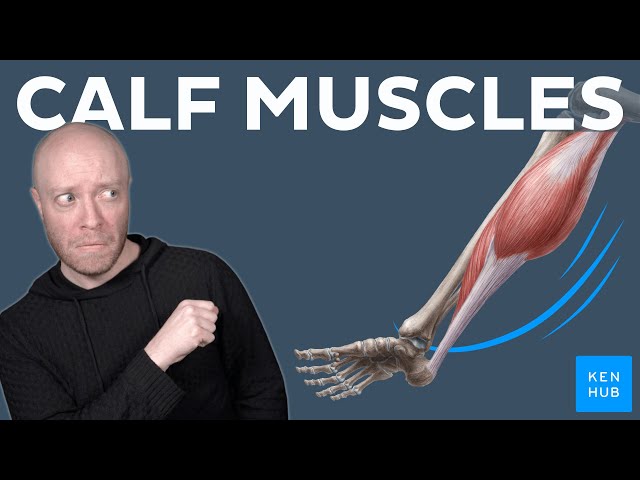 Calf Anatomy - Gastrocnemius and Soleus Muscles