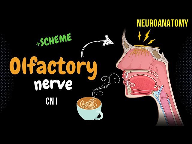 Cranial Nerves - Anatomy, Function and Mnemonics