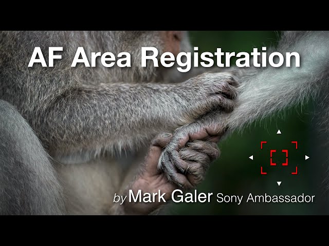 Sony's AF Area Registration - Setup and Workflow Guide