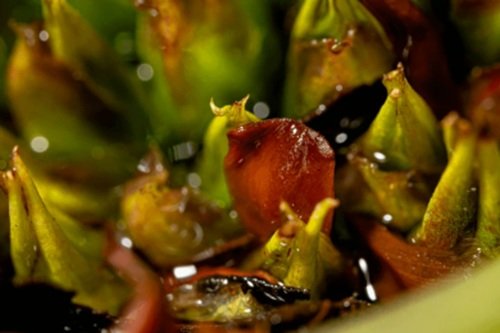 The Art of Seeing: Macro Techniques for Flowers and Plants (Self-Paced)