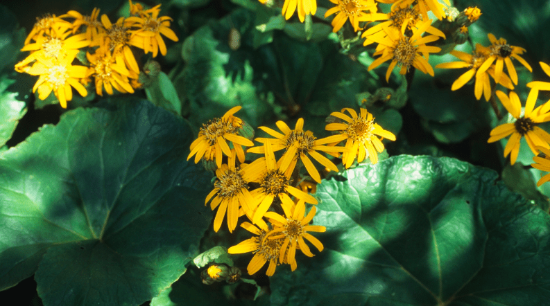 Dappled Delights Adding Color to Shade Gardens (Live Online)
