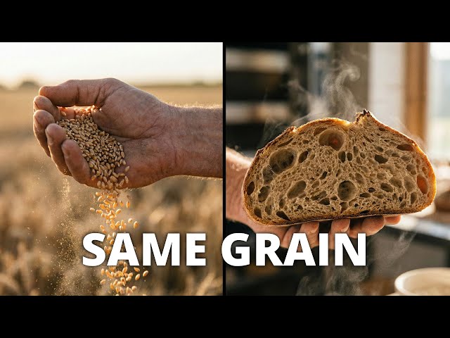 Understanding Flour Quality and Ancient Grains for Better Sourdough Baking